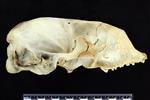 Bearded Seal (Cranium (Axial) - Right)