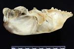 Bearded Seal (Cranium (Axial) - Left)