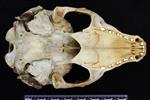 Bearded Seal (Cranium (Axial) - Ventral)