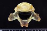 Bearded Seal (Thoracic Vertebrae Middle (Axial) - Caudal)