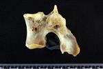 Bearded Seal (Thoracic Vertebrae Middle (Axial) - Left)
