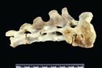 Bearded Seal (Sacrum (Axial) - Right)