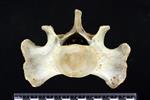 Bearded Seal (Caudal Vertebrae 1 (Axial) - Cranial)