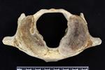 beluga (Cervical Vertebrae 1 - Atlas (Miscellaneous) - Cranial)
