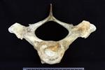 beluga (Thoracic Vertebrae 1 (Miscellaneous) - Cranial)