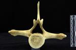 beluga (Thoracic Vertebrae 11 (Axial) - Cranial)