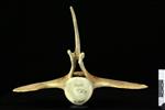 beluga (Lumbar Vertebrae 5 (Axial) - Cranial)