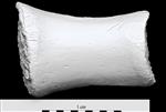 Bowhead Whale (Metacarpal 3 (Left) - Lateral)