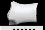 Bowhead Whale (Metacarpal 5 (Left) - Lateral)