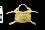 Humpback Whale (Cervical Vertebrae 4 (Axial) - Cranial)