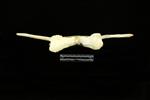 Humpback Whale (Cervical Vertebrae 6 (Axial) - Dorsal)