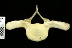 Humpback Whale (Thoracic Vertebrae 2 (Axial) - Cranial)