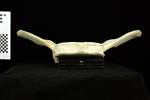Humpback Whale (Thoracic Vertebrae 2 (Axial) - Ventral)