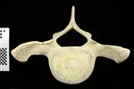 Humpback Whale (Thoracic Vertebrae 3 (Axial) - Cranial)