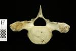 Humpback Whale (Thoracic Vertebrae 4 (Axial) - Cranial)