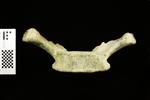 Humpback Whale (Thoracic Vertebrae 4 (Axial) - Ventral)