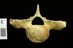 Humpback Whale (Thoracic Vertebrae 5 (Axial) - Cranial)