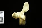 Humpback Whale (Thoracic Vertebrae 5 (Axial) - Left)
