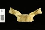 Humpback Whale (Thoracic Vertebrae 5 (Axial) - Ventral)