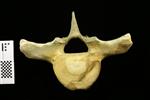 Humpback Whale (Thoracic Vertebrae 6 (Axial) - Cranial)