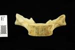 Humpback Whale (Thoracic Vertebrae 6 (Axial) - Ventral)