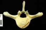 Humpback Whale (Thoracic Vertebrae 8 (Axial) - Cranial)