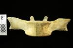 Humpback Whale (Thoracic Vertebrae 8 (Axial) - Ventral)