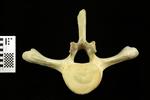 Humpback Whale (Thoracic Vertebrae 9 (Axial) - Cranial)