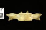 Humpback Whale (Thoracic Vertebrae 9 (Axial) - Ventral)