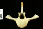 Humpback Whale (Thoracic Vertebrae 10 (Axial) - Cranial)