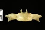 Humpback Whale (Thoracic Vertebrae 10 (Axial) - Ventral)