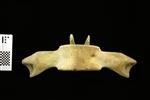 Humpback Whale (Thoracic Vertebrae 11 (Axial) - Ventral)