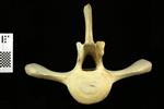 Humpback Whale (Thoracic Vertebrae 12 (Axial) - Cranial)