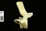 Humpback Whale (Thoracic Vertebrae 12 (Axial) - Right)