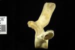 Humpback Whale (Thoracic Vertebrae 12 (Axial) - Left)