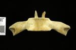 Humpback Whale (Thoracic Vertebrae 12 (Axial) - Ventral)