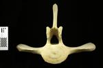 Humpback Whale (Thoracic Vertebrae 13 (Axial) - Cranial)