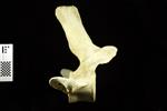 Humpback Whale (Thoracic Vertebrae 13 (Axial) - Right)
