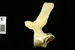 Humpback Whale (Thoracic Vertebrae 13 (Axial) - Left)