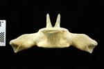 Humpback Whale (Thoracic Vertebrae 13 (Axial) - Ventral)