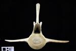 Humpback Whale (Lumbar Vertebrae 3 (Axial) - Cranial)