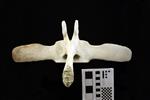 Humpback Whale (Lumbar Vertebrae 3 (Axial) - Dorsal)