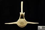 Humpback Whale (Lumbar Vertebrae 5 (Axial) - Cranial)