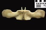 Humpback Whale (Lumbar Vertebrae 8 (Axial) - Ventral)