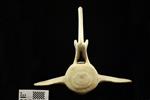 Humpback Whale (Lumbar Vertebrae 9 (Axial) - Cranial)