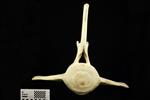 Humpback Whale (Lumbar Vertebrae 9 (Axial) - Caudal)