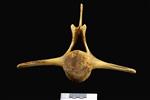 Beluga [English] (Lumbar Vertebrae 2 (Axial) - Cranial)