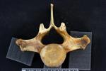 Beluga [English] (Thoracic Vertebrae 10 (Axial) - Cranial)