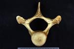 Beluga [English] (Thoracic Vertebrae 5 (Axial) - Cranial)