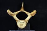 Beluga [English] (Thoracic Vertebrae 3 (Axial) - Cranial)
